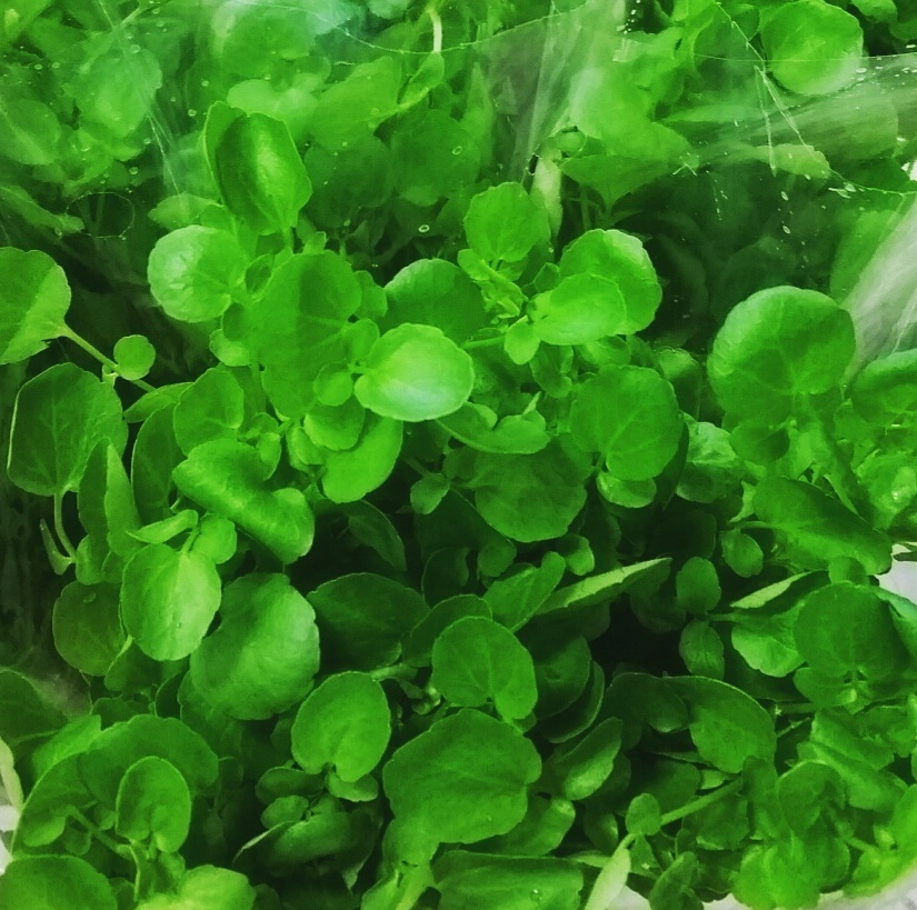 watercress-8